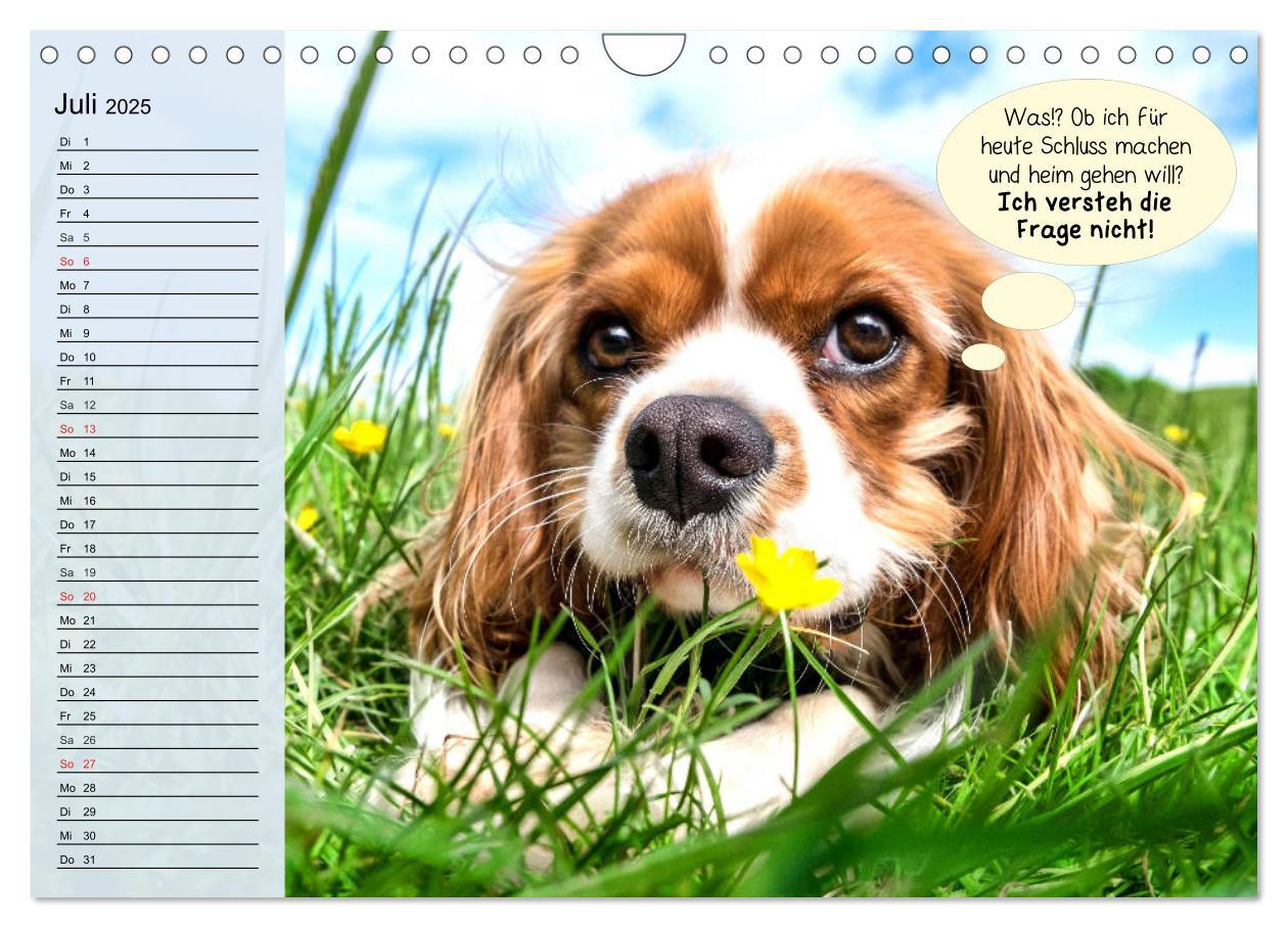 Bild: 9783435184897 | Hurra! Wir gehen Gassi! Abenteuer mit dem Hund! (Wandkalender 2025...