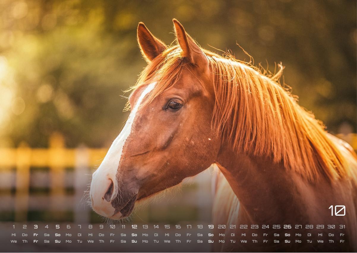 Bild: 9783986734053 | Pferdegeflüster - Der Pferdekalender - 2025 - Kalender DIN A3 | de