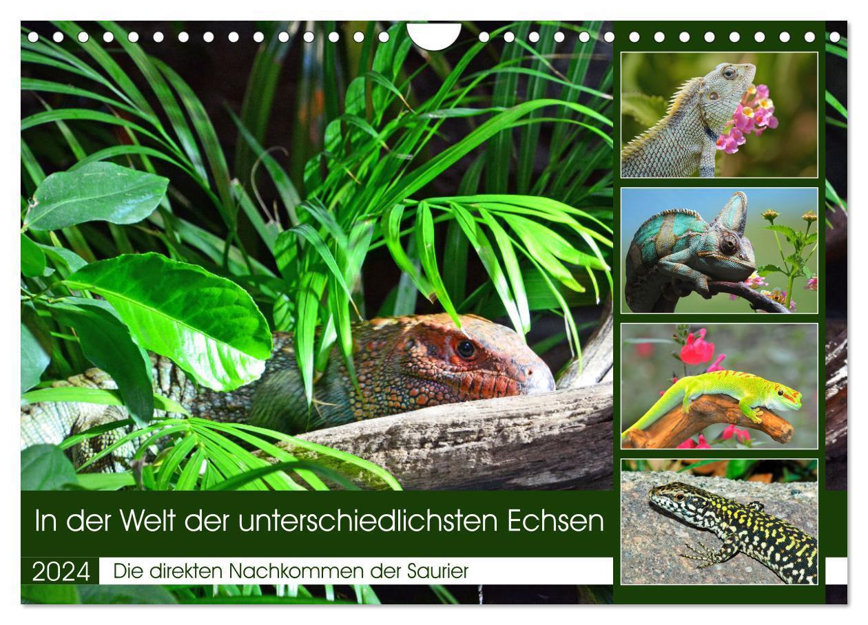 Cover: 9783675912816 | In der Welt der unterschiedlichsten Echsen (Wandkalender 2024 DIN...