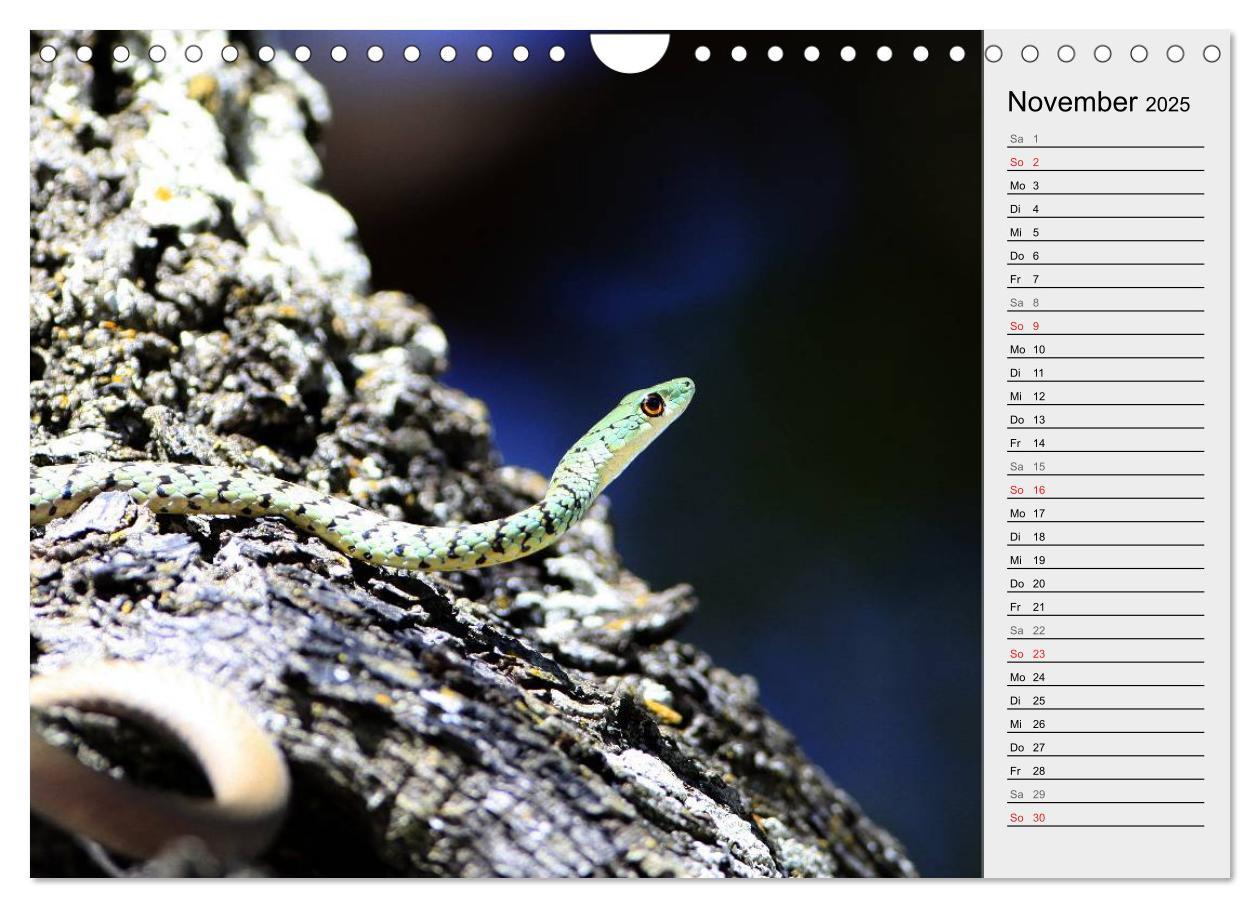 Bild: 9783435383061 | Gefährliche Schlangen (Wandkalender 2025 DIN A4 quer), CALVENDO...