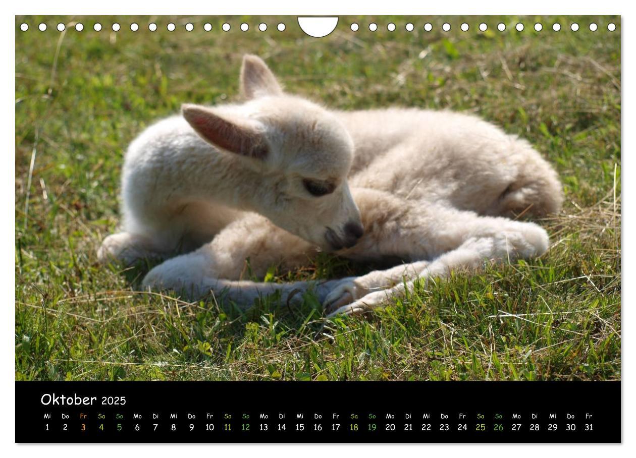 Bild: 9783435562565 | Alpakas zum Verlieben (Wandkalender 2025 DIN A4 quer), CALVENDO...