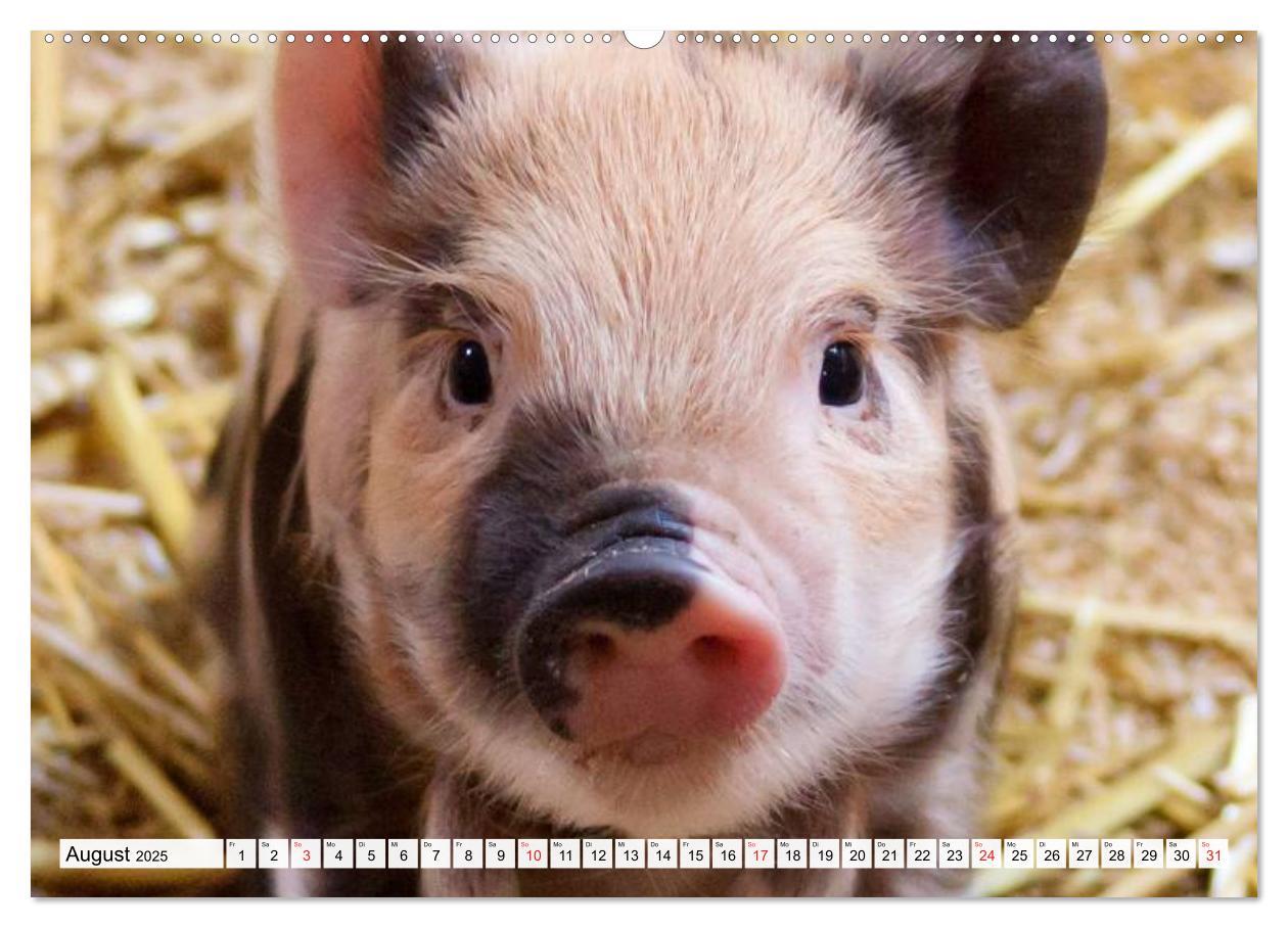 Bild: 9783435601400 | Von Säuen die Schwein haben! (Wandkalender 2025 DIN A2 quer),...