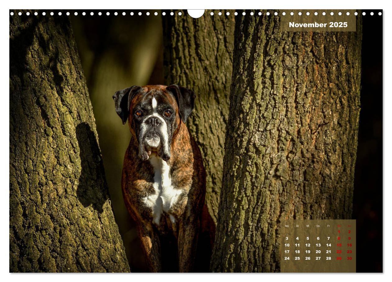 Bild: 9783435110667 | Boxer Frech und fröhlich durch das Jahr (Wandkalender 2025 DIN A3...