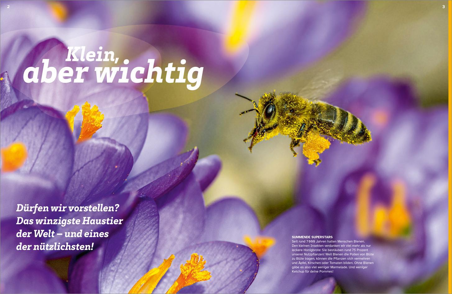 Bild: 9783788681739 | WAS IST WAS Bienen. Summende Genies | Nicole Röndigs | Buch | 48 S.