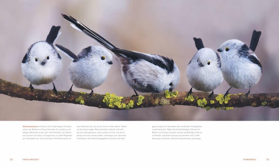 Bild: 9783954163410 | Ein Garten voller Vögel | Heinz Schmidbauer (u. a.) | Buch | 224 S.