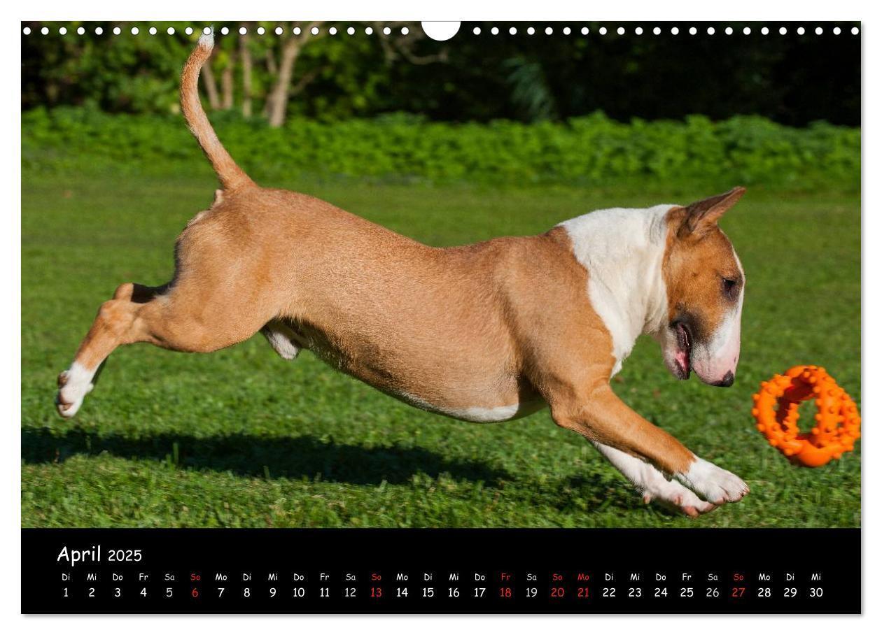 Bild: 9783435768462 | Bullterrier (Wandkalender 2025 DIN A3 quer), CALVENDO Monatskalender