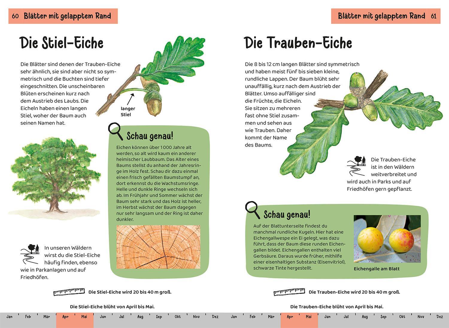 Bild: 9783440172452 | Welcher Baum ist das? Kindernaturführer | Holger Haag | Taschenbuch