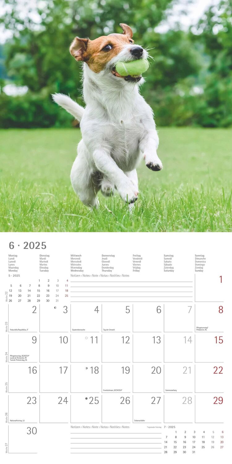 Bild: 4251732340810 | Funny Dogs 2025 - Broschürenkalender 30x30 cm (30x60 geöffnet) -...