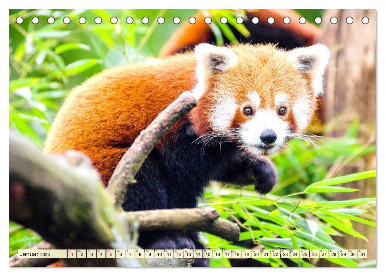 Bild: 9783435177394 | Roter Panda. Die superknuddeligen Katzenbären (Tischkalender 2025...