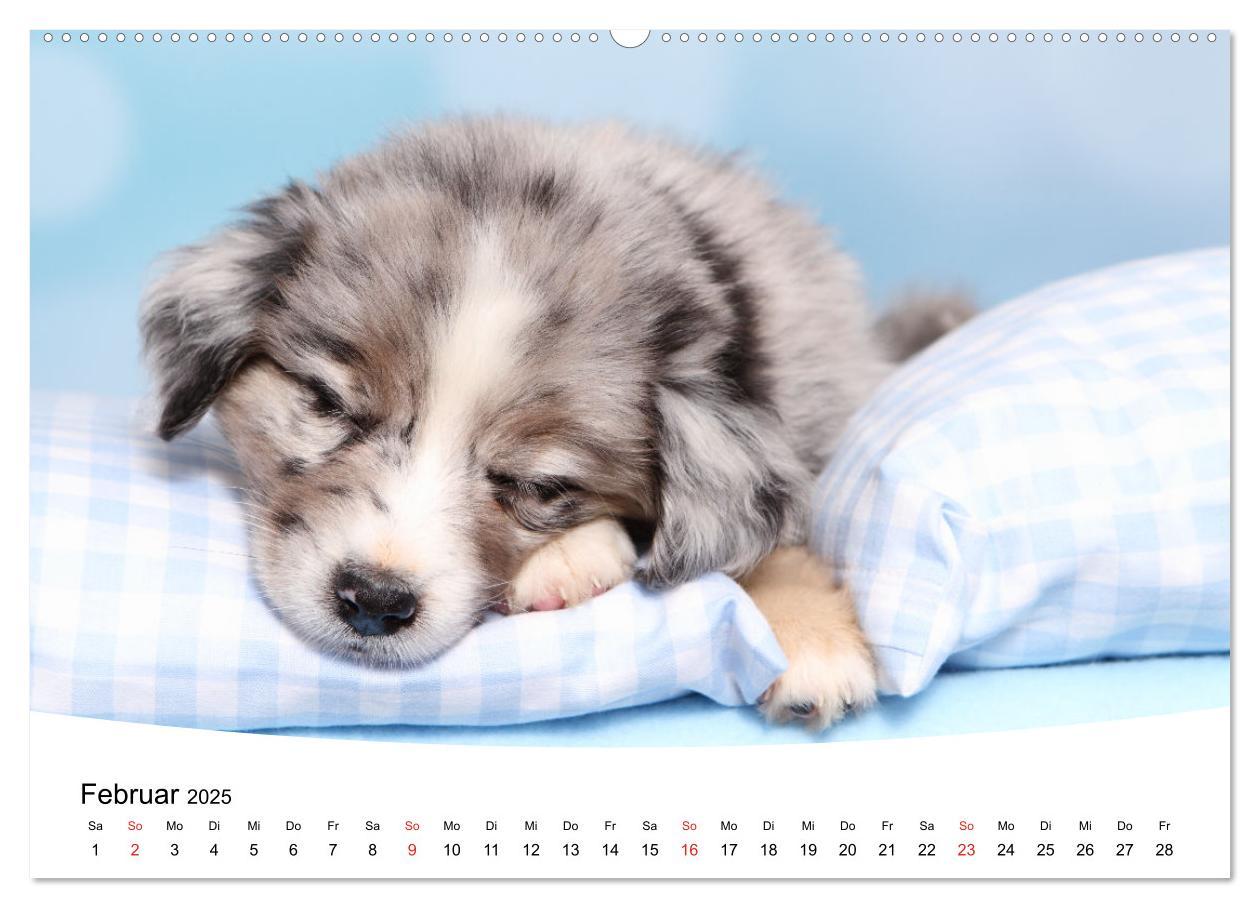 Bild: 9783435159338 | Süße Träume 2025 - schlafende Hundewelpen (Wandkalender 2025 DIN A2...