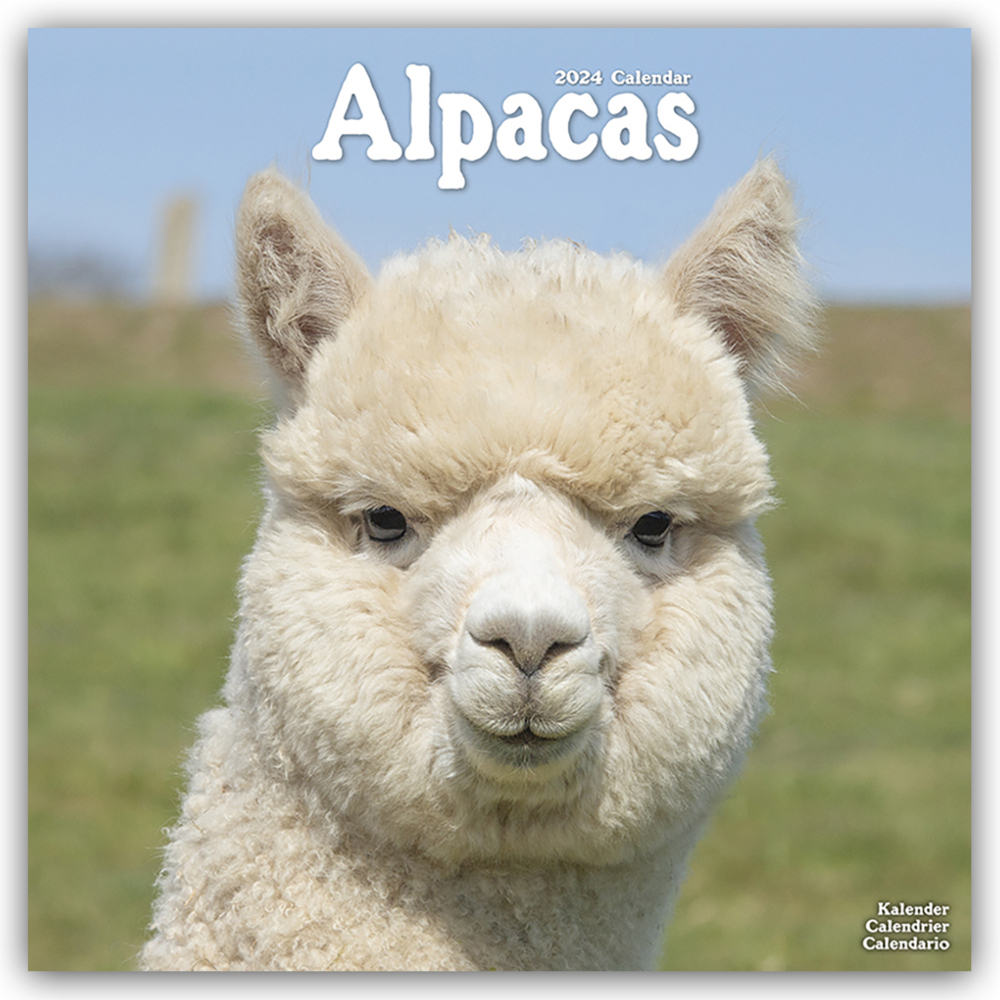 Cover: 9781804601259 | Alpacas - Alpakas 2024 - 16-Monatskalender | Avonside Publishing Ltd