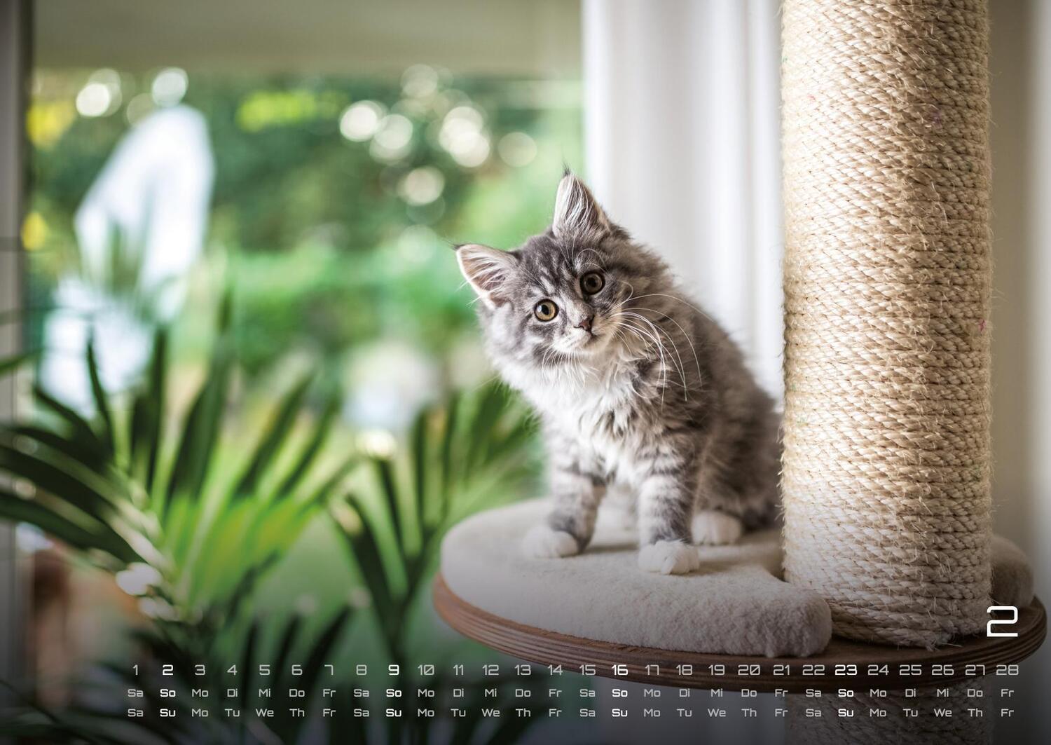 Bild: 9783986733872 | Miau Kids - kleine Tiger ganz groß - Der Katzenkalender - 2025 -...