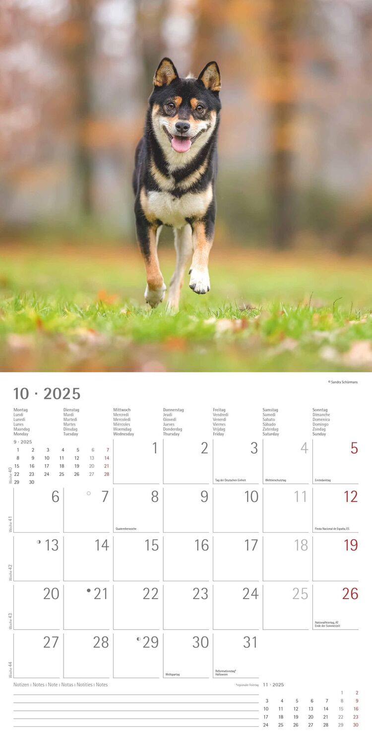 Bild: 4251732340650 | Hunde 2025 - Broschürenkalender 30x30 cm (30x60 geöffnet) -...