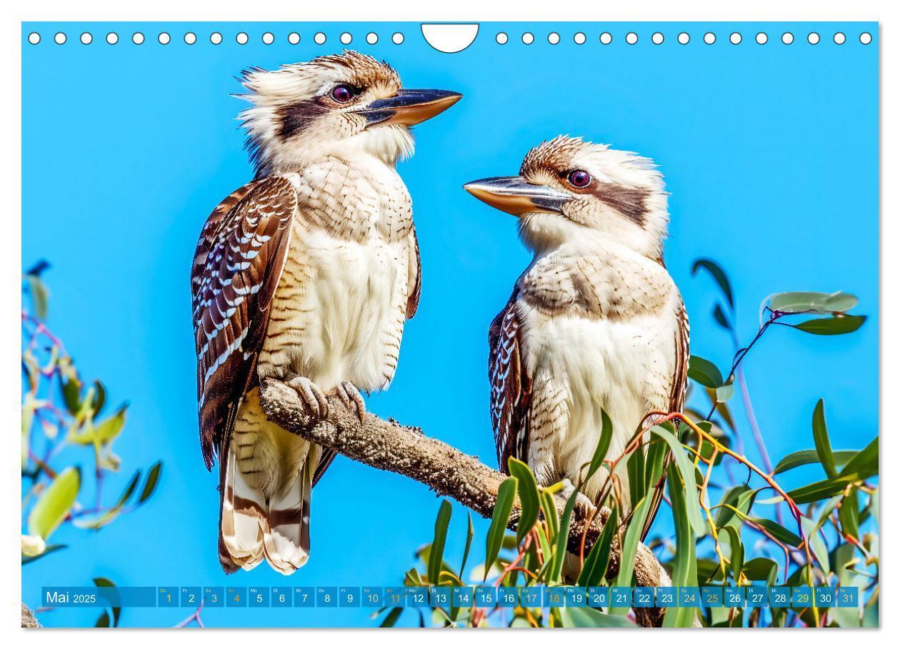 Bild: 9783383777875 | Der Kookaburra - Im australischen Busch mit dem lachenden Hans...