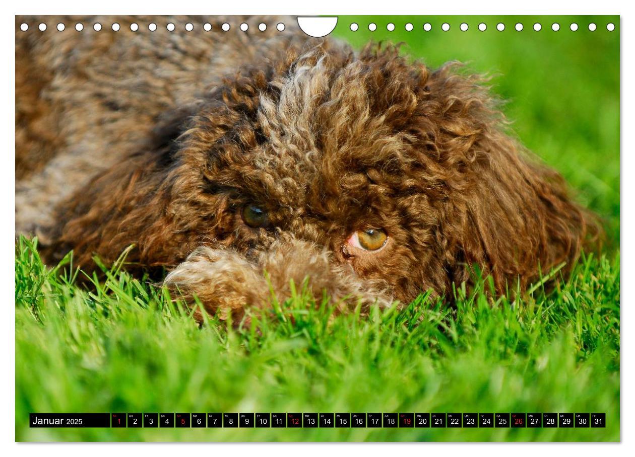 Bild: 9783435570898 | Lagotto Romagnolo - Italienischer Trüffelhund (Wandkalender 2025...