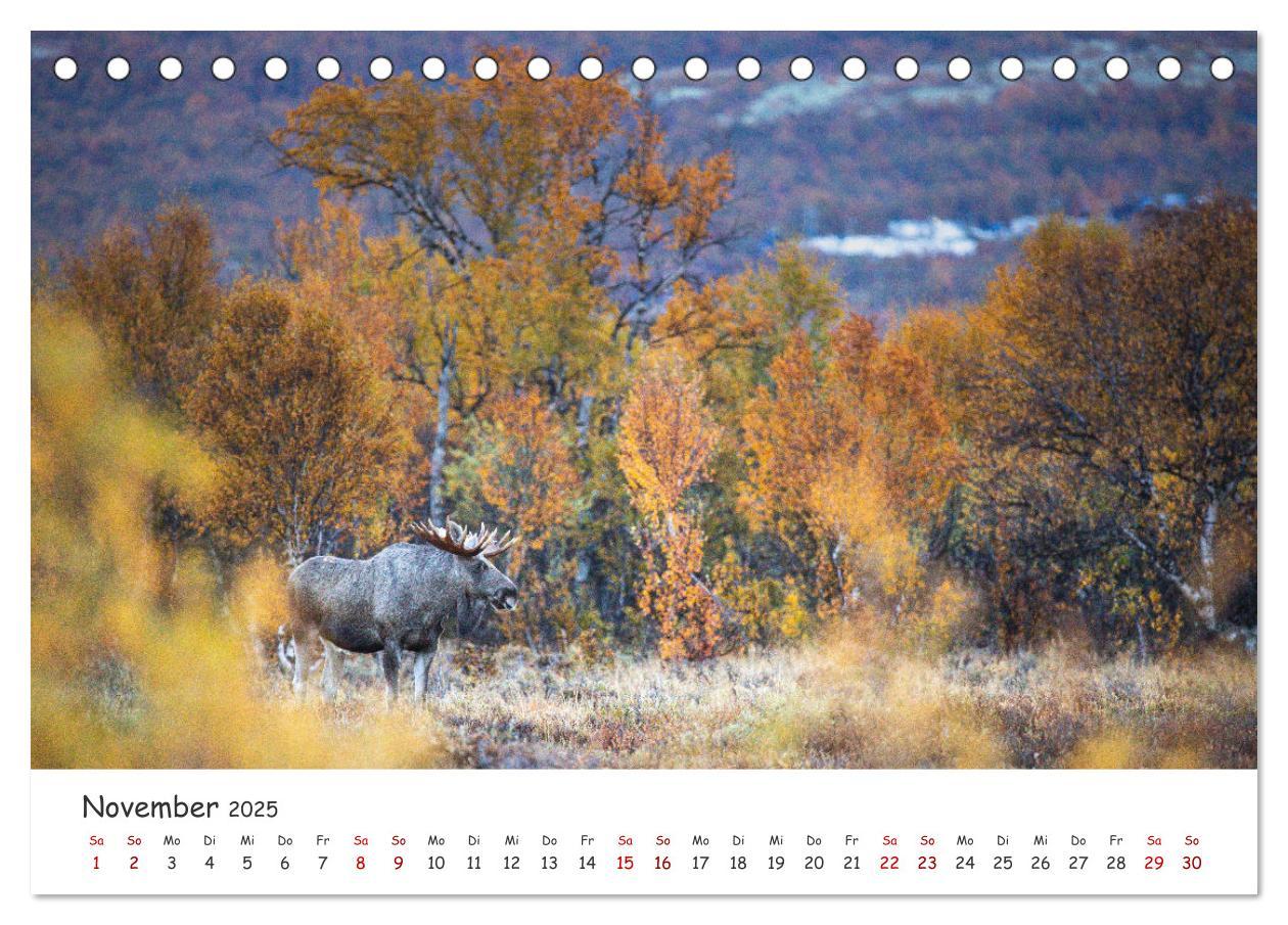 Bild: 9783383947124 | Der Elch - König der skandinavischen Wälder (Tischkalender 2025 DIN...