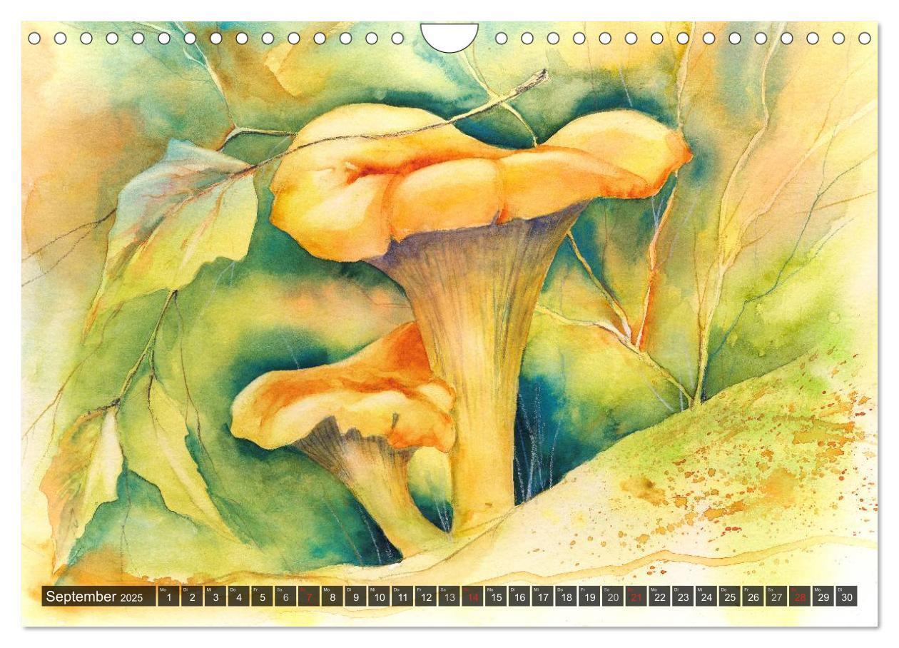 Bild: 9783435602124 | Pilze in Aquarell (Wandkalender 2025 DIN A4 quer), CALVENDO...