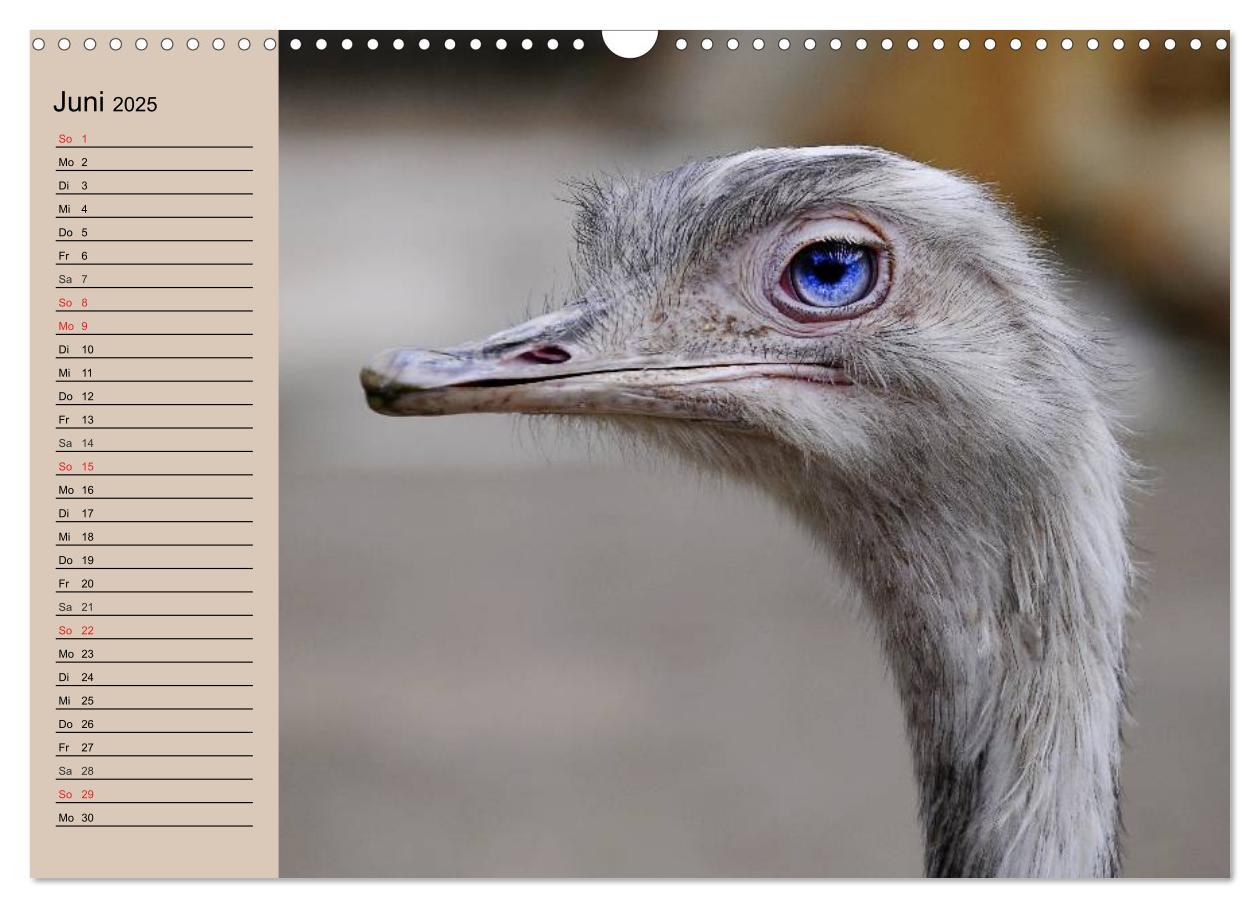 Bild: 9783435523306 | Vogel Strauß. Imposanter Riese und Läufer (Wandkalender 2025 DIN A3...