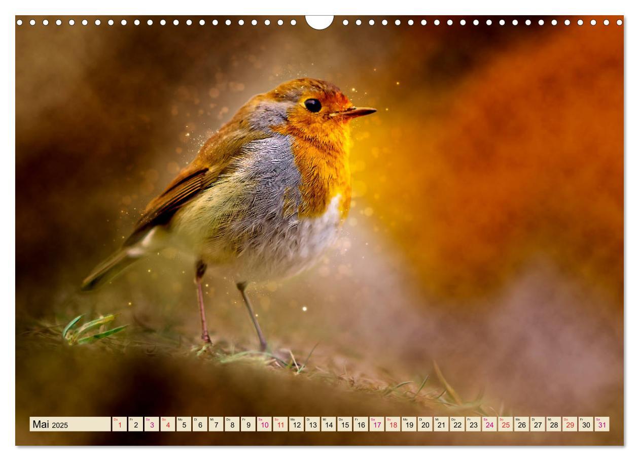 Bild: 9783435333646 | Bei uns im Garten - Rotkehlchen (Wandkalender 2025 DIN A3 quer),...