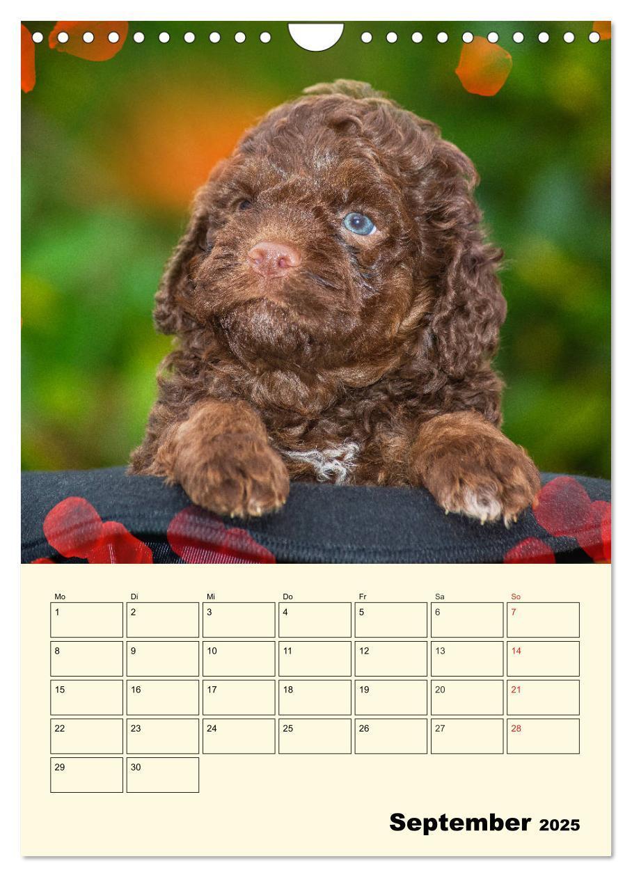 Bild: 9783435952618 | Jahresplaner Lagotto Romagnolo Welpen (Wandkalender 2025 DIN A4...