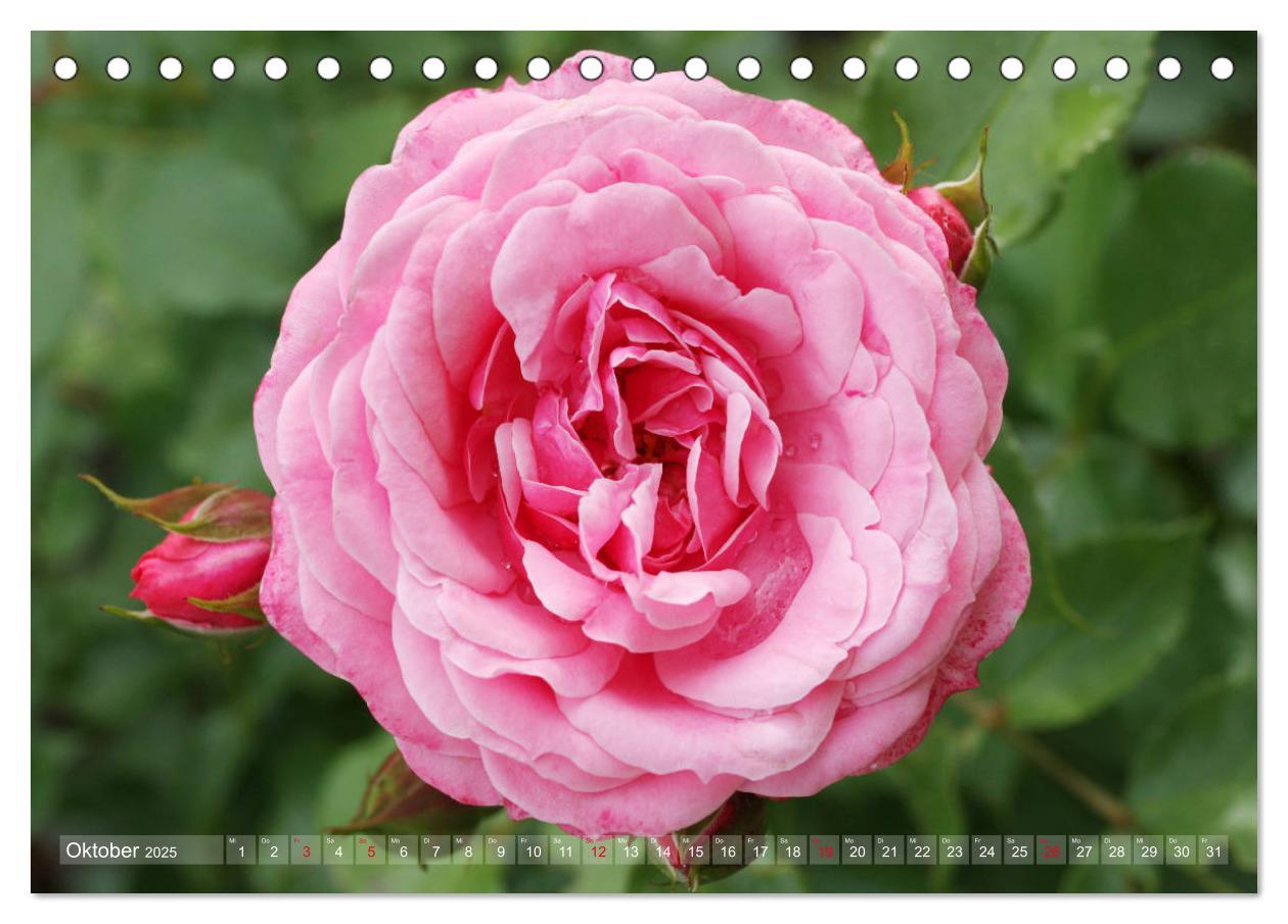 Bild: 9783435294534 | Stolze Rosen (Tischkalender 2025 DIN A5 quer), CALVENDO Monatskalender