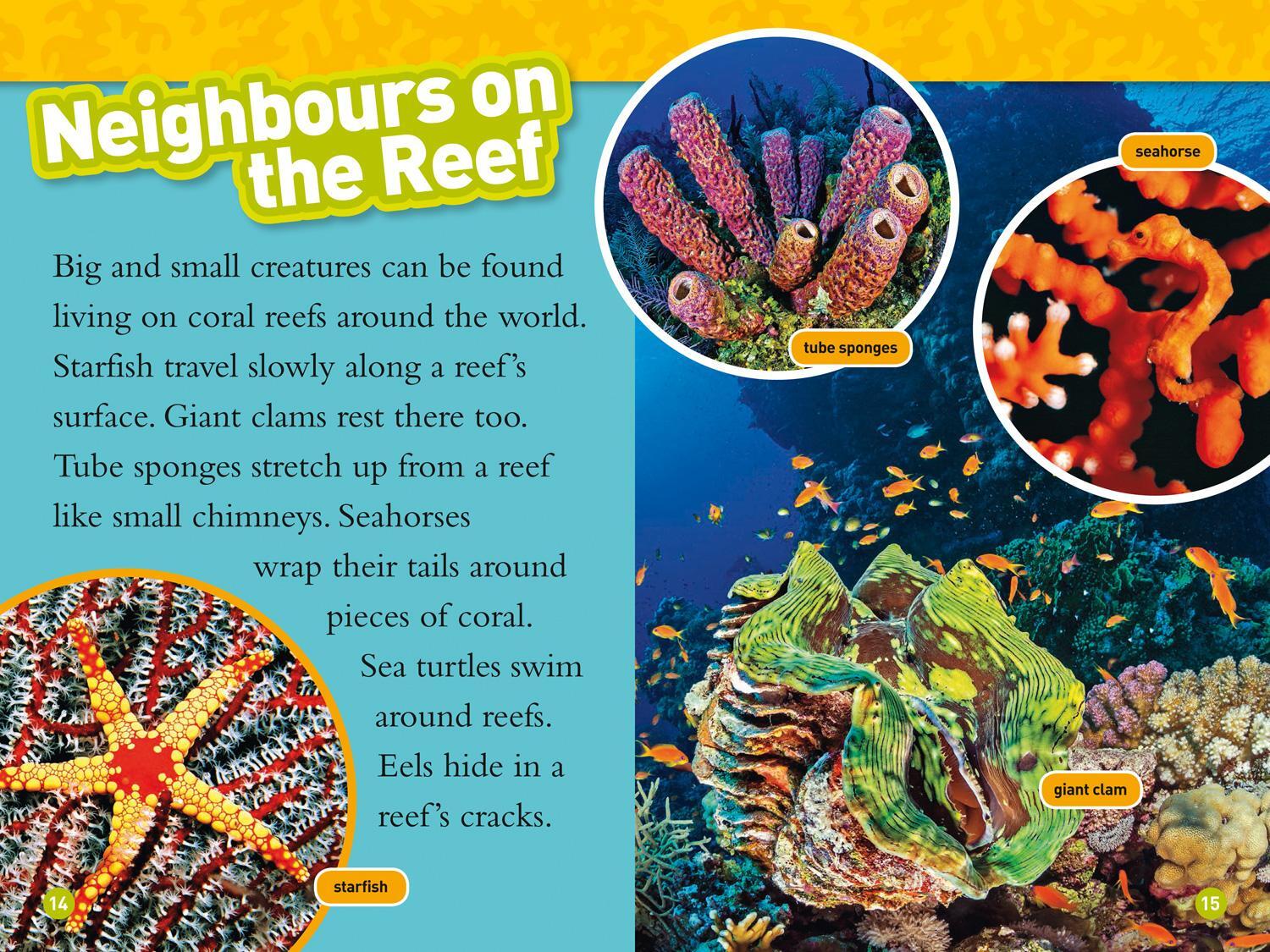 Bild: 9780008317256 | Coral Reefs | Level 3 | Kristin Baird Rattini (u. a.) | Taschenbuch