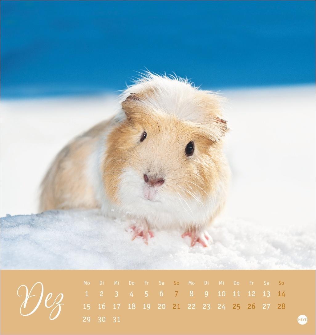 Bild: 9783756407101 | Kuschelige Meerschweinchen Postkartenkalender 2025 | Kalender | 13 S.