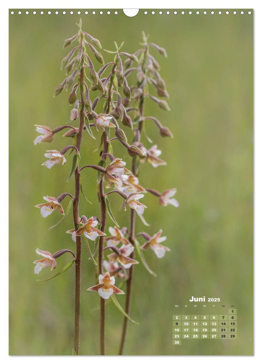 Bild: 9783435990207 | Orchideen in freier Wildbahn (Wandkalender 2025 DIN A3 hoch),...