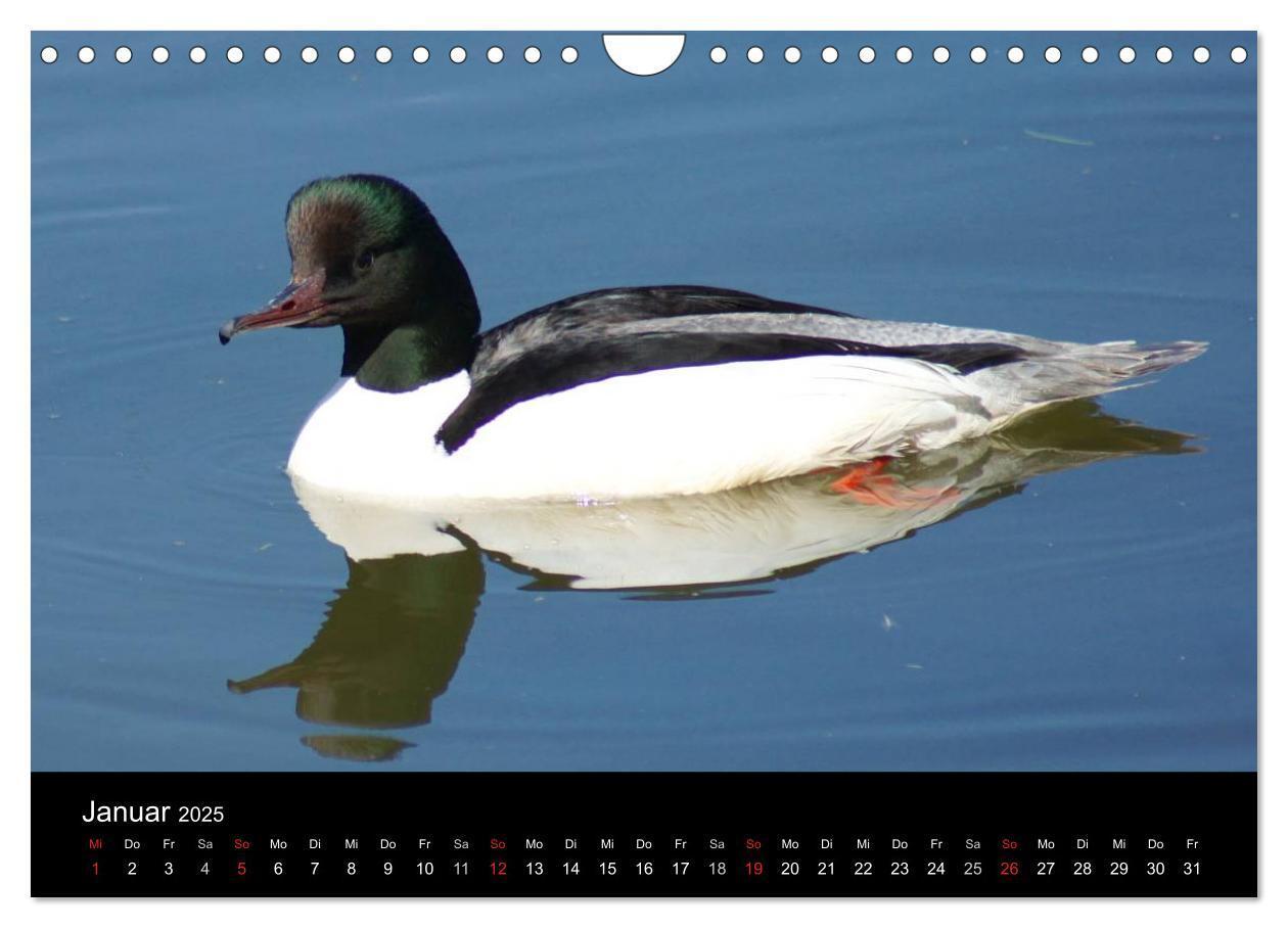 Bild: 9783435840779 | Das Leben der Enten (Wandkalender 2025 DIN A4 quer), CALVENDO...