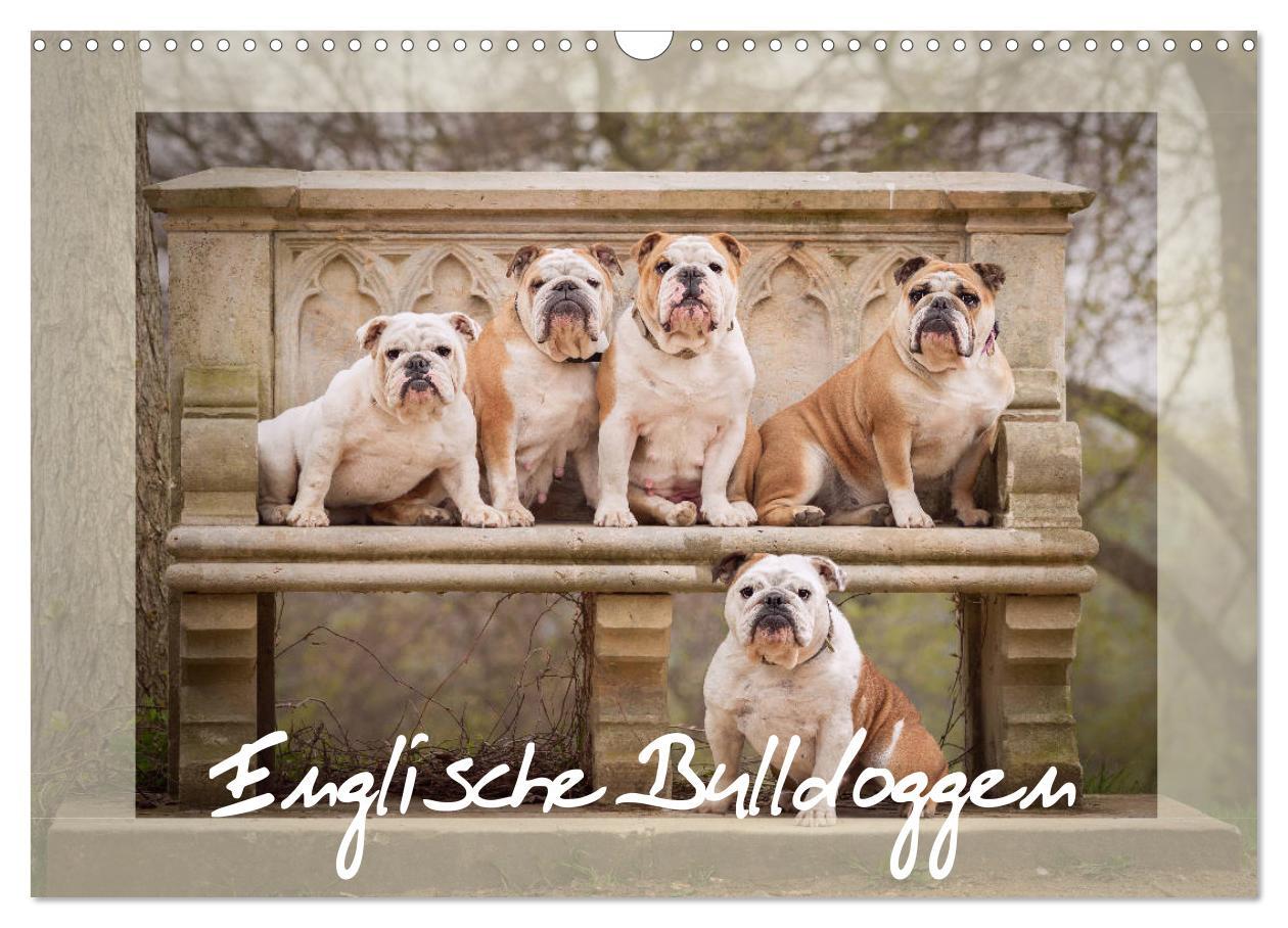 Cover: 9783435448050 | Englische Bulldoggen (Wandkalender 2025 DIN A3 quer), CALVENDO...