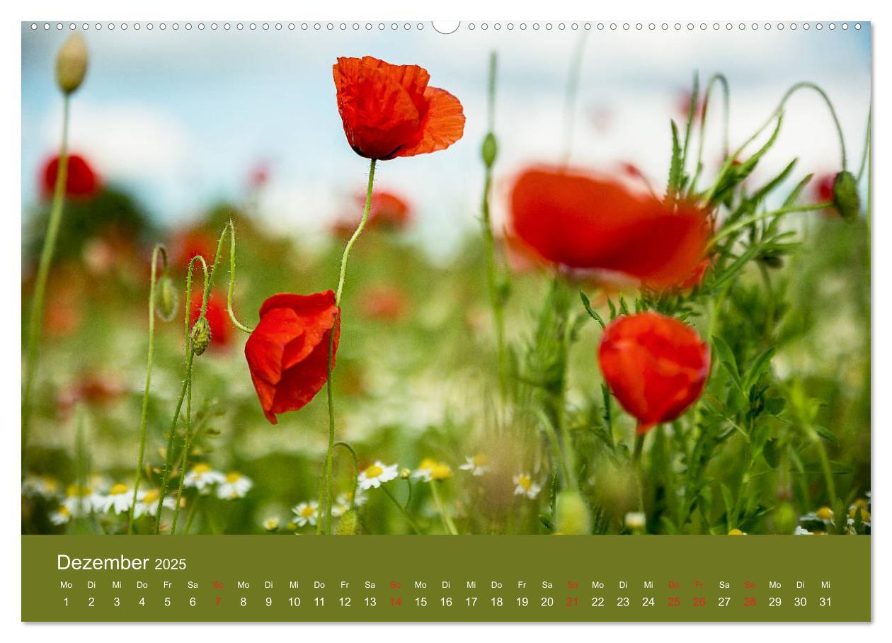 Bild: 9783435121885 | Mohnblumen Romantik (Wandkalender 2025 DIN A2 quer), CALVENDO...