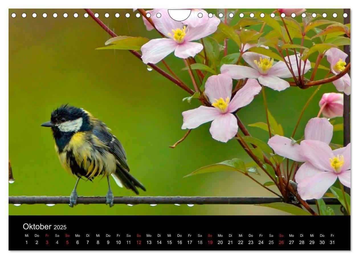 Bild: 9783435626670 | Singvögel in Deutschland (Wandkalender 2025 DIN A4 quer), CALVENDO...