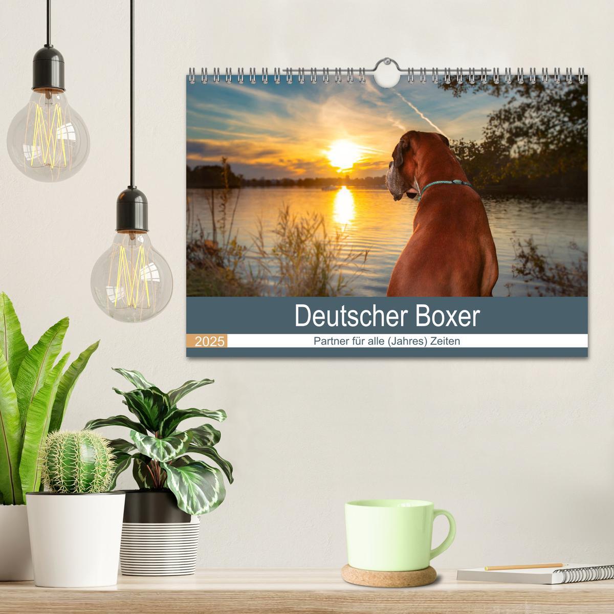 Bild: 9783435160907 | Deutscher Boxer (Wandkalender 2025 DIN A4 quer), CALVENDO...