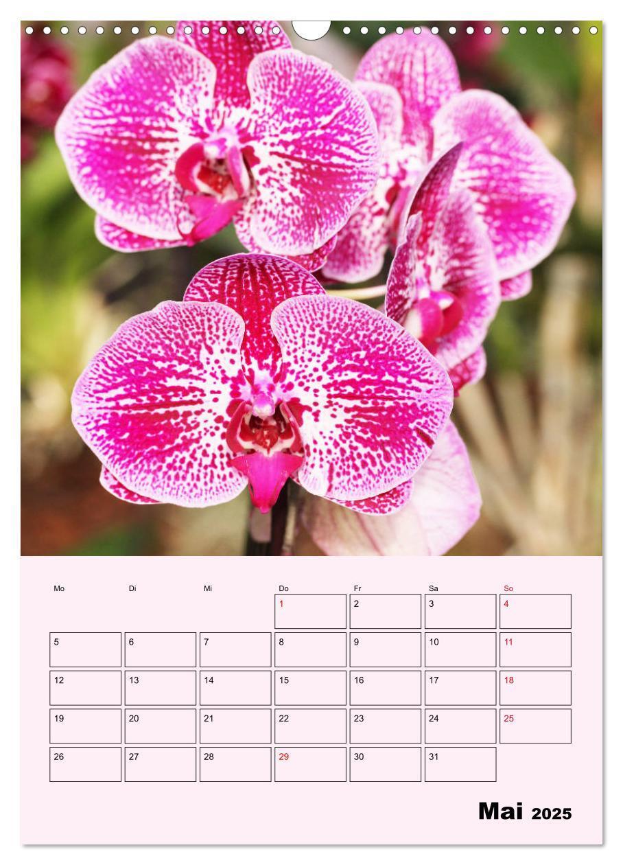 Bild: 9783435970902 | Orchideenliebe (Wandkalender 2025 DIN A3 hoch), CALVENDO...