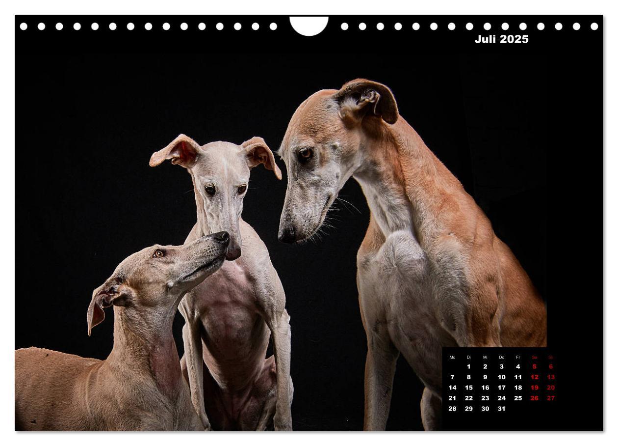 Bild: 9783435228911 | Die Stimme der Windhunde (Wandkalender 2025 DIN A4 quer), CALVENDO...