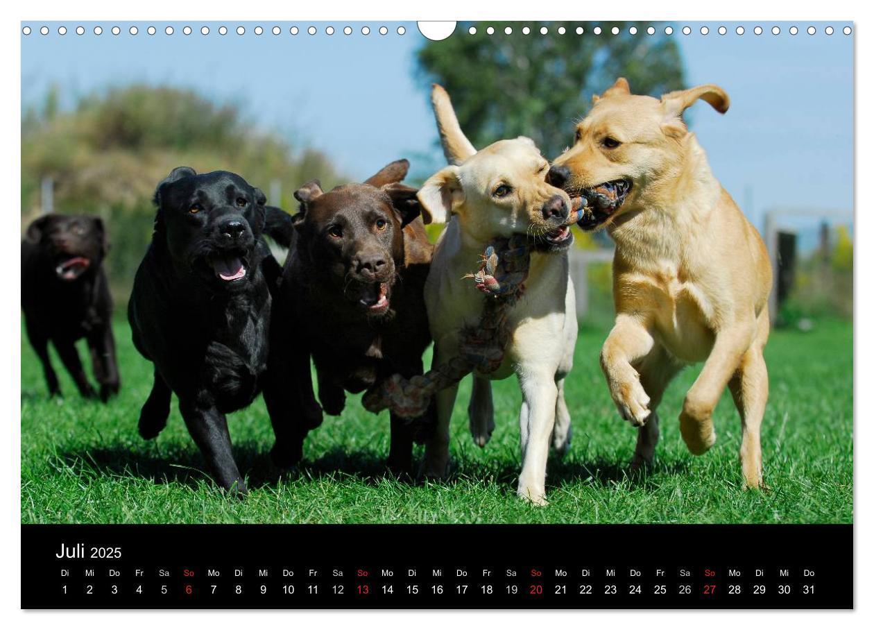 Bild: 9783435761319 | Labrador Retriever 2025 (Wandkalender 2025 DIN A3 quer), CALVENDO...