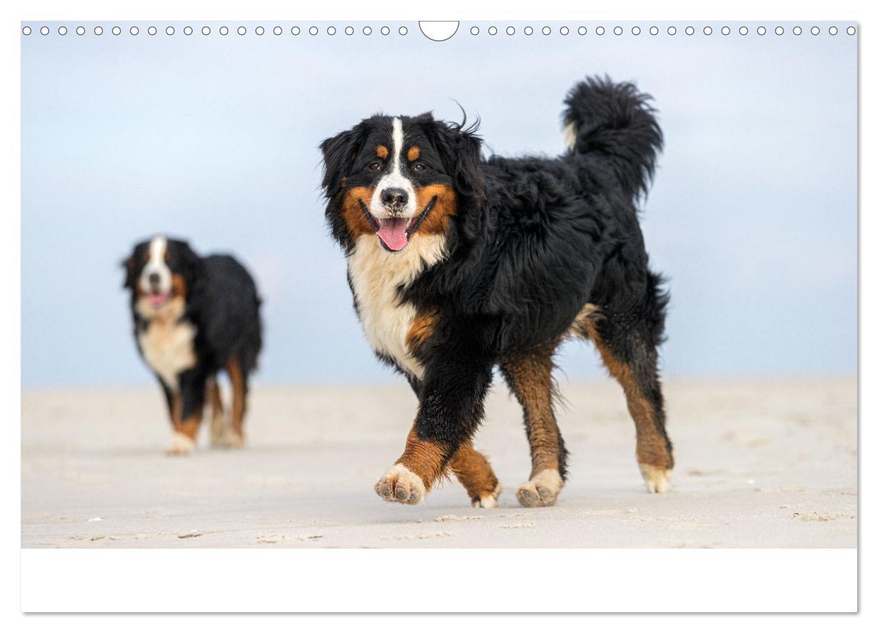 Bild: 9783435659418 | Liebling BERNER SENNENHUND (Wandkalender 2025 DIN A3 quer),...