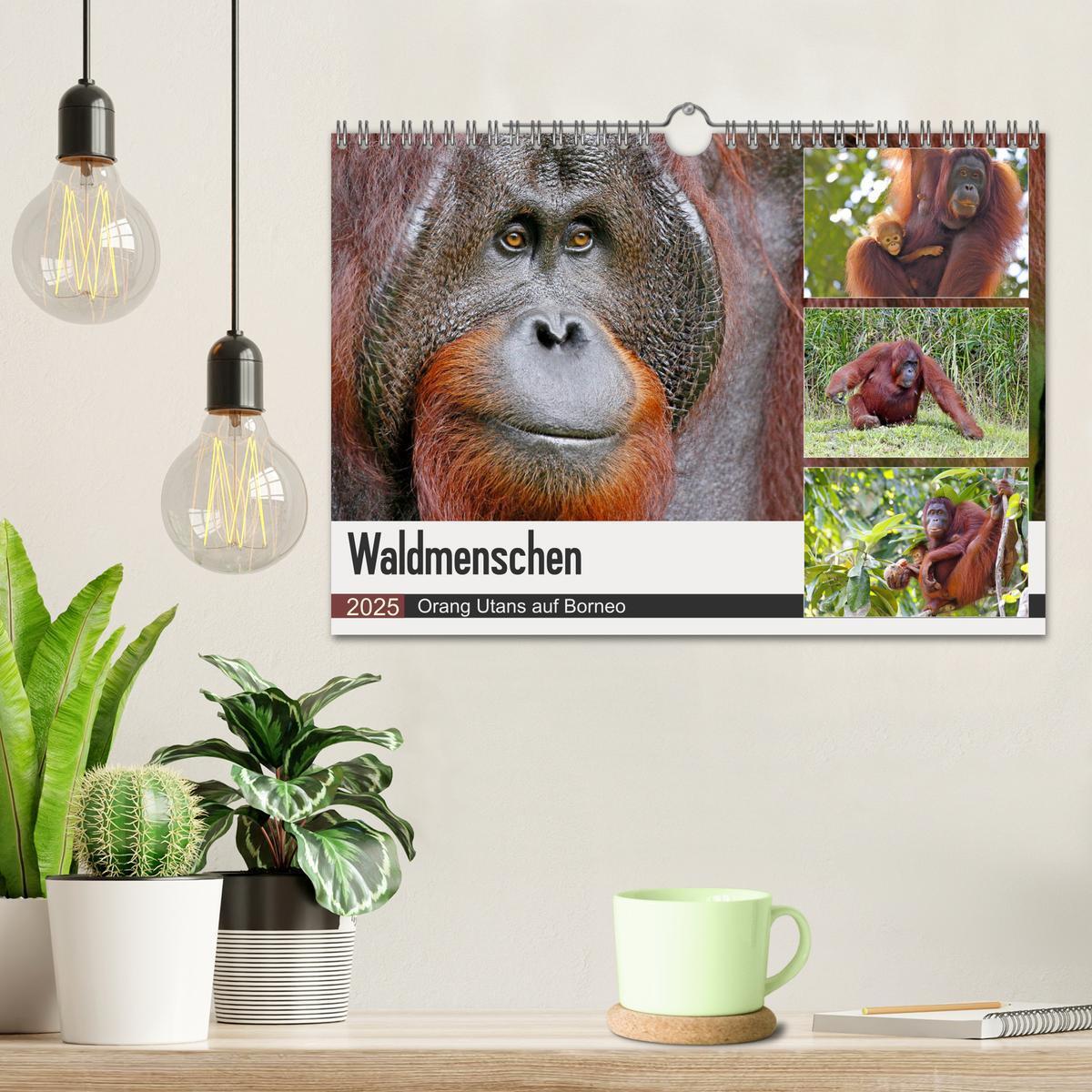 Bild: 9783435361915 | Waldmenschen - Orang Utans auf Borneo (Wandkalender 2025 DIN A4...