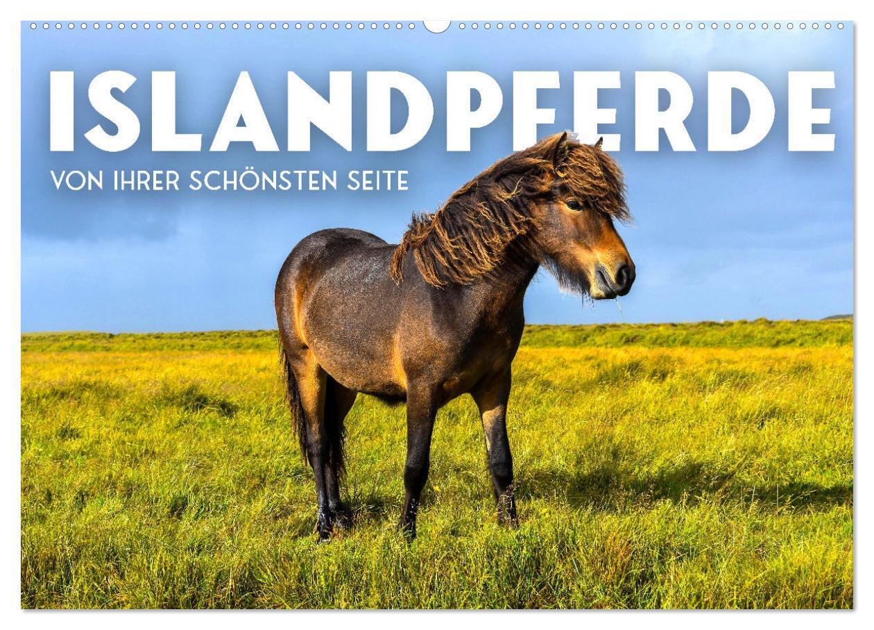 Cover: 9783675710542 | Islandpferde - Von ihrer schönsten Seite (Wandkalender 2024 DIN A2...