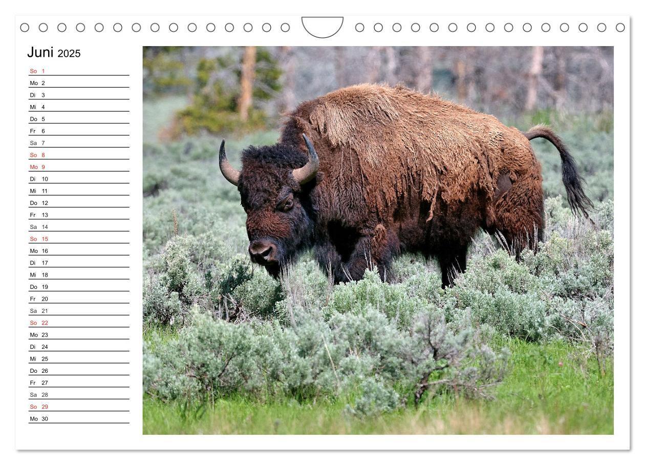 Bild: 9783435537174 | Der nordamerikanische Bison (Wandkalender 2025 DIN A4 quer),...