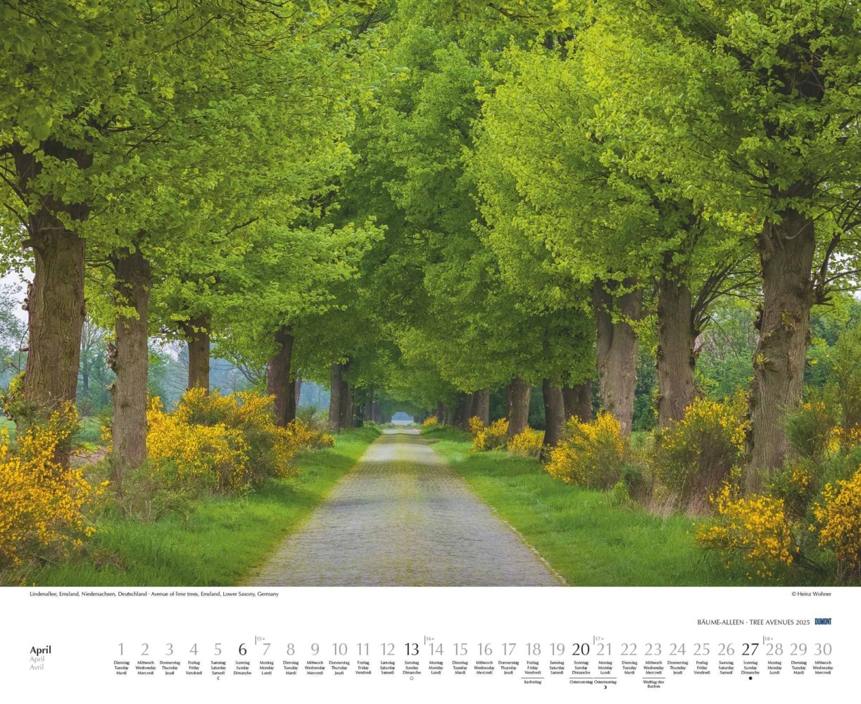 Bild: 4250809652702 | DUMONT - Bäume - Alleen 2025 Wandkalender 52x42,5cm, Kalender mit...