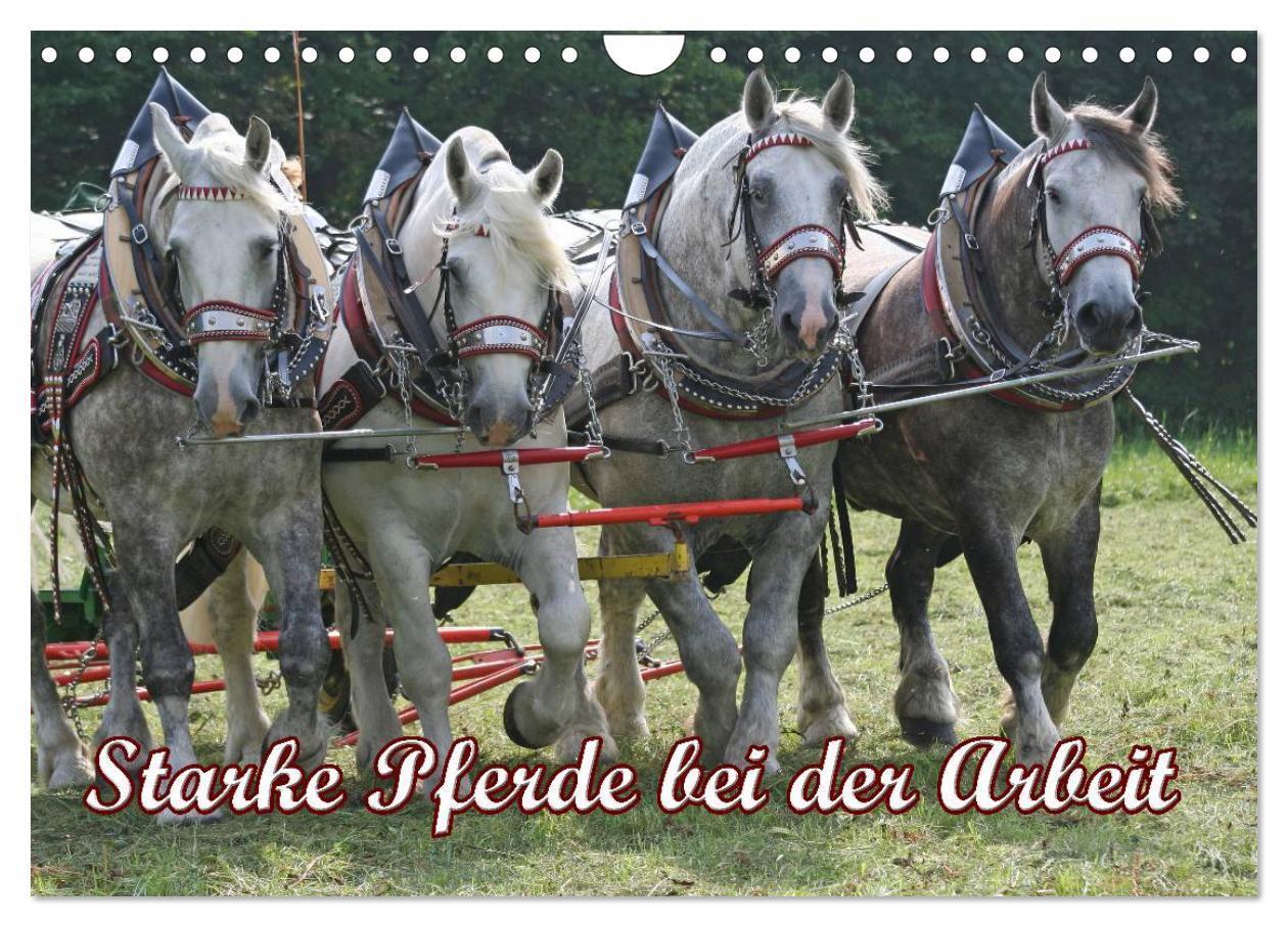 Cover: 9783675766938 | Starke Pferde bei der Arbeit (Wandkalender 2024 DIN A4 quer),...