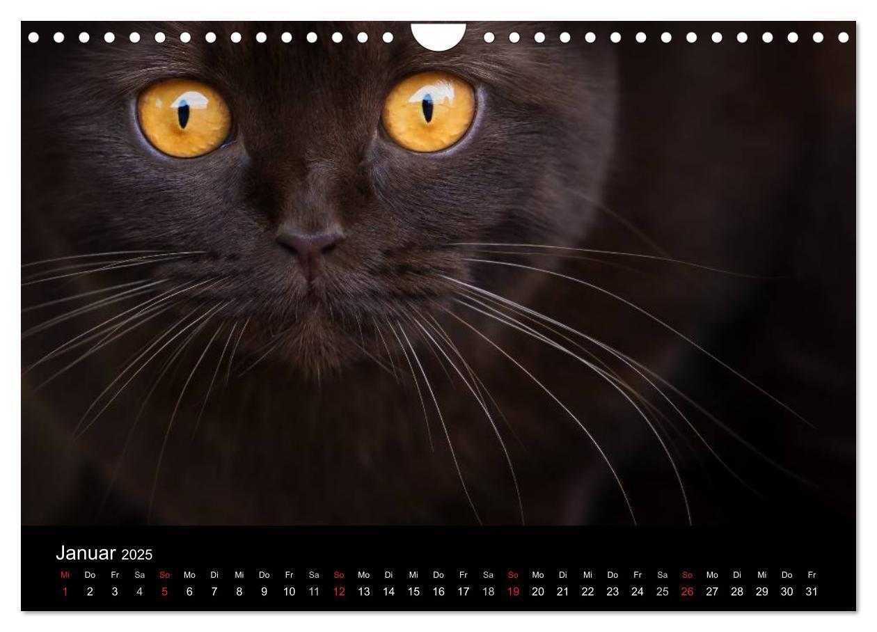 Bild: 9783435488506 | Schokoladige Britisch Kurzhaar Katzen (Wandkalender 2025 DIN A4...