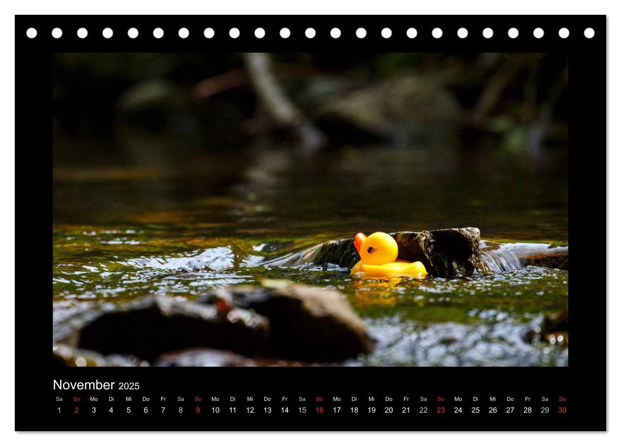 Bild: 9783435691005 | Enten-Rennen (Tischkalender 2025 DIN A5 quer), CALVENDO Monatskalender