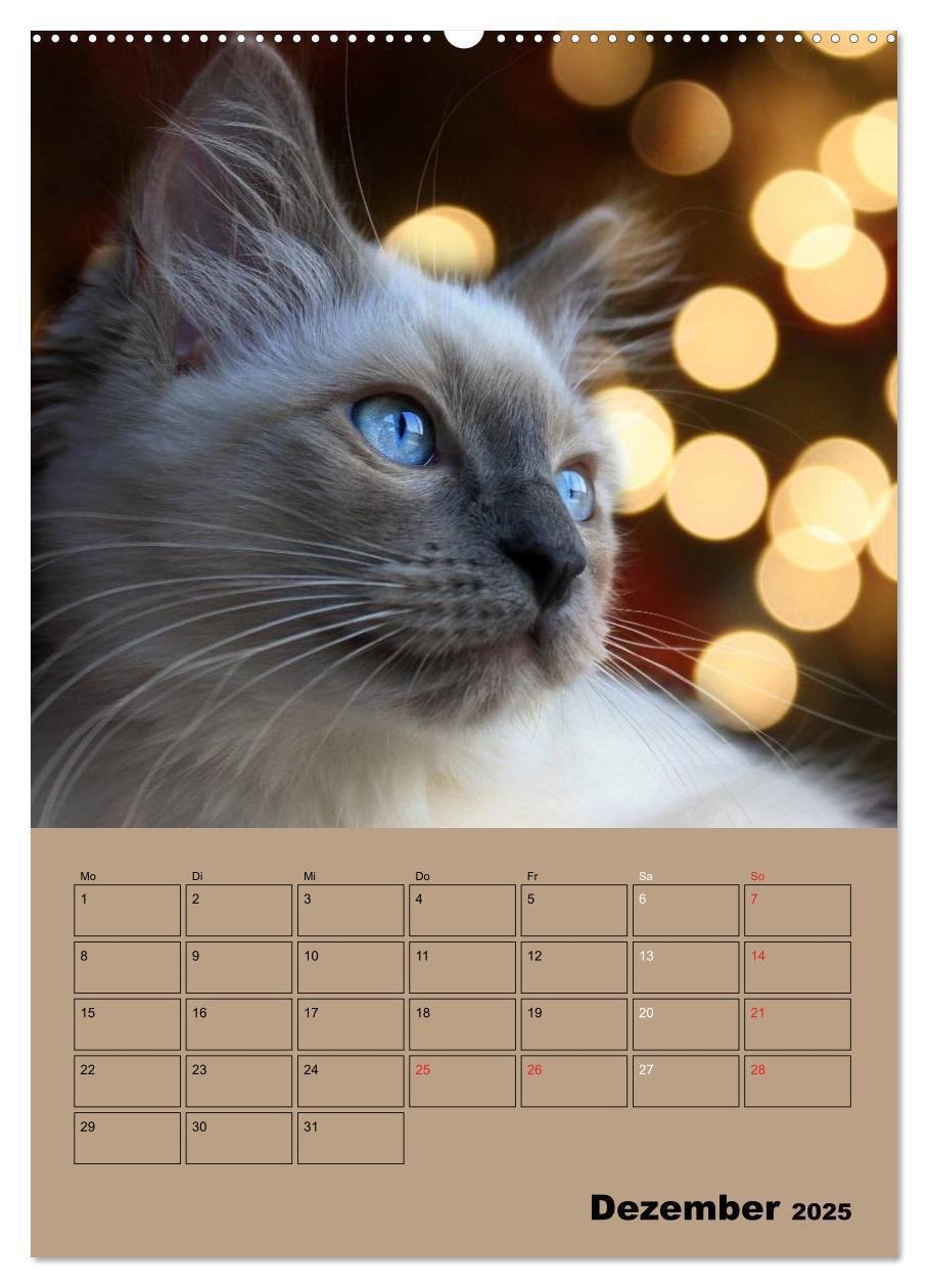 Bild: 9783457012505 | Ragdolls zum Verlieben (Wandkalender 2025 DIN A2 hoch), CALVENDO...