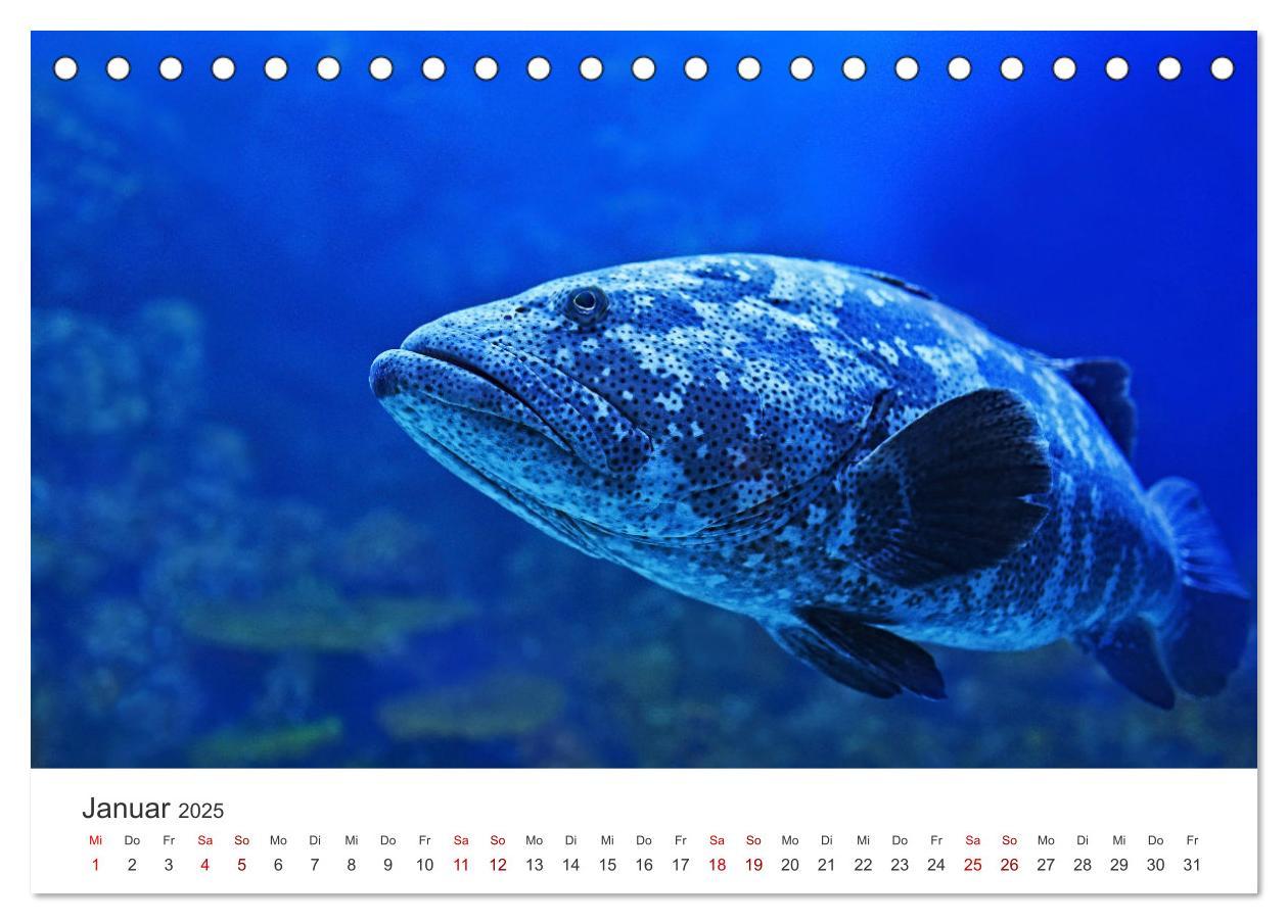 Bild: 9783383937552 | Tiefsee - Ein Abenteuer ins Unbekannte. (Tischkalender 2025 DIN A5...