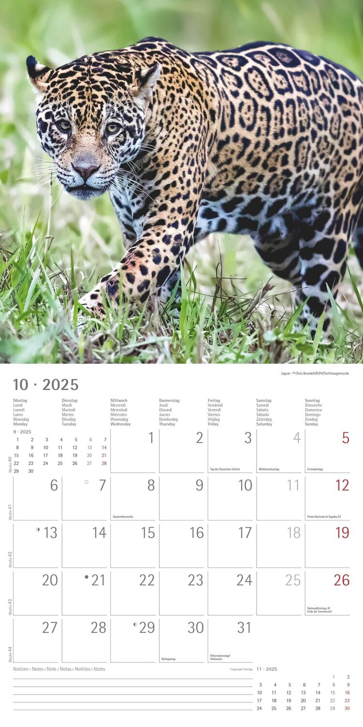 Bild: 4251732343057 | Großkatzen 2025 - Broschürenkalender 30x30 cm (30x60 geöffnet) -...