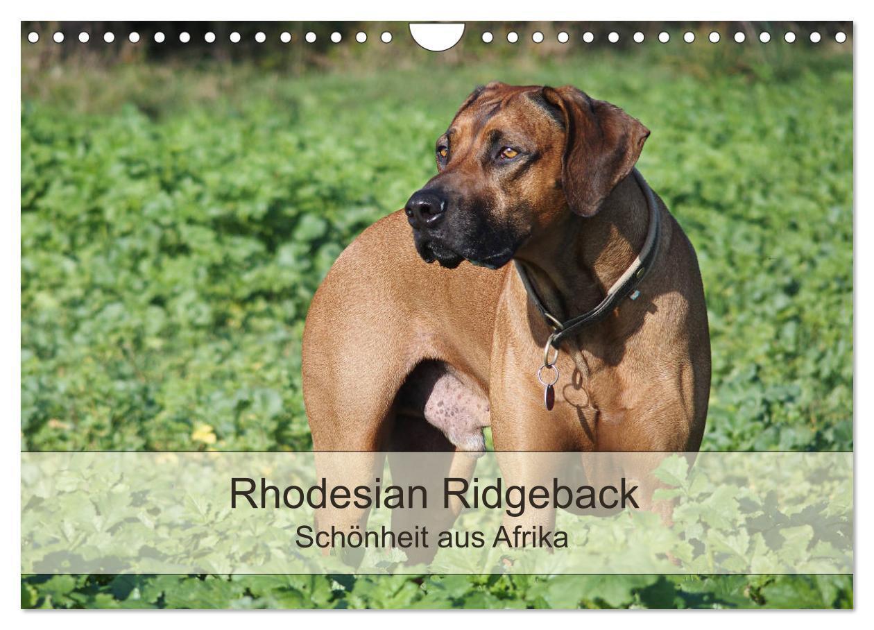 Cover: 9783383266881 | Rhodesian Ridgeback Schönheit aus Afrika (Wandkalender 2024 DIN A4...