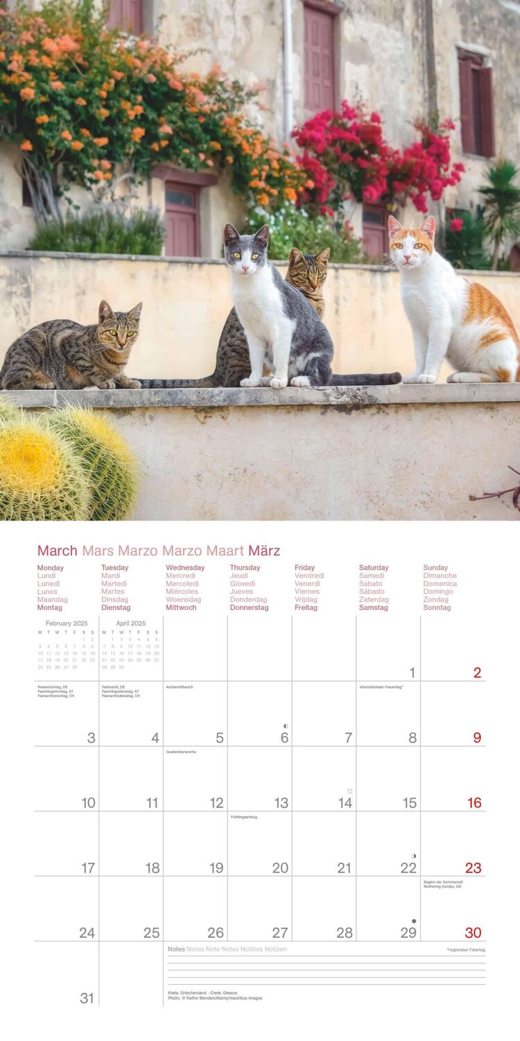 Bild: 4002725987945 | Cats Around the World 2025 - Wand-Kalender - Broschüren-Kalender -...