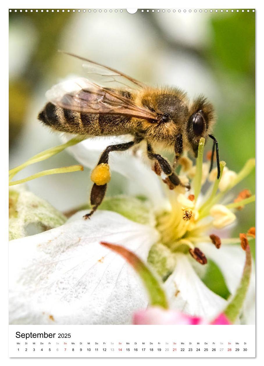 Bild: 9783435966219 | BIENEN - Kleine Nützlinge ganz nah (Wandkalender 2025 DIN A2 hoch),...